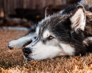 Ryka